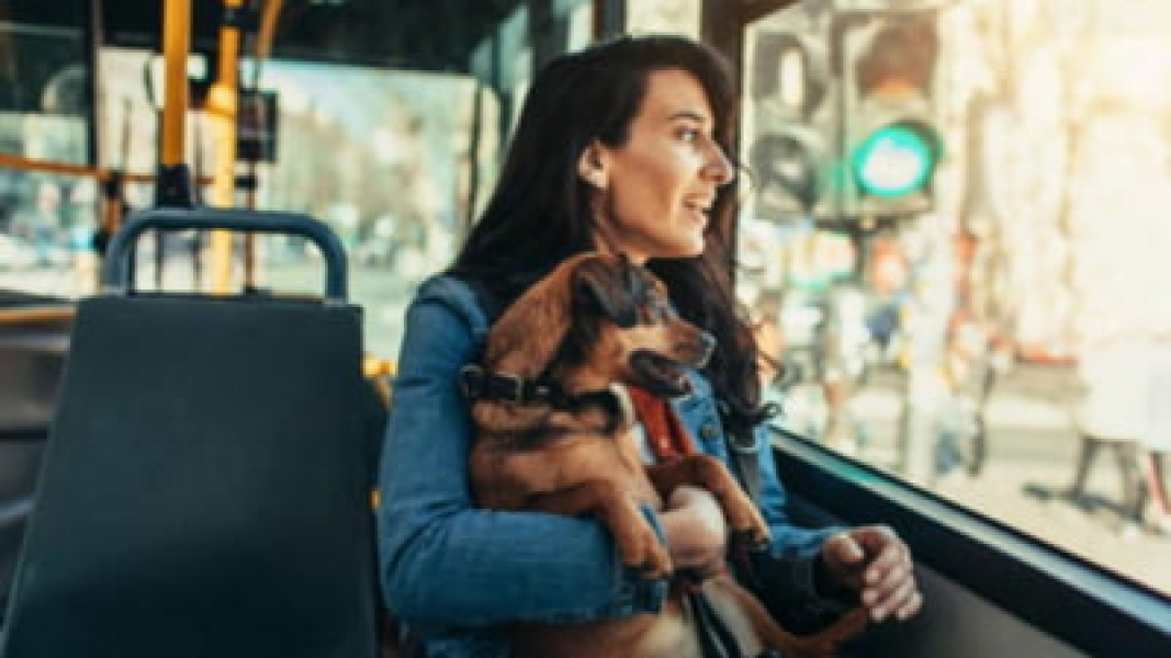 Responsabilitățile de a avea un animal de companie, explicate de un medic veterinar