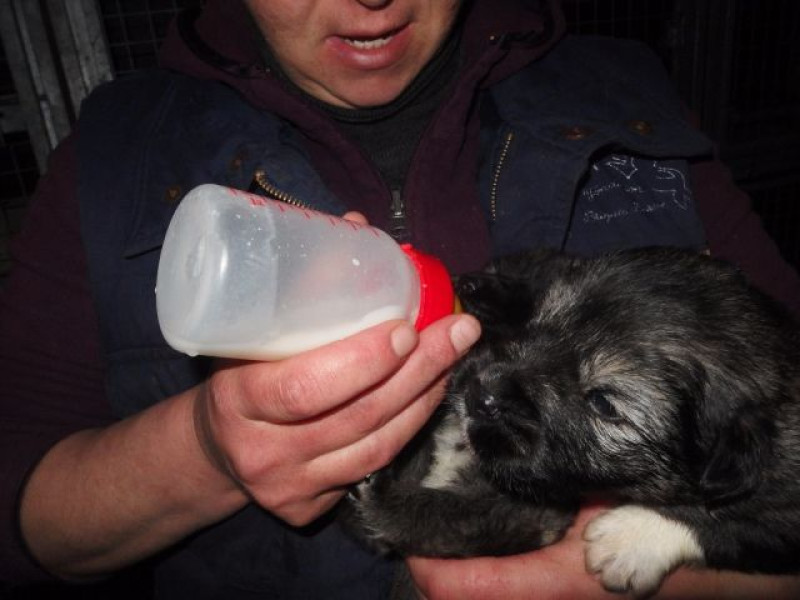 Medic veterinar avertizează asupra greșelilor frecvente în îngrijirea animalelor de companie