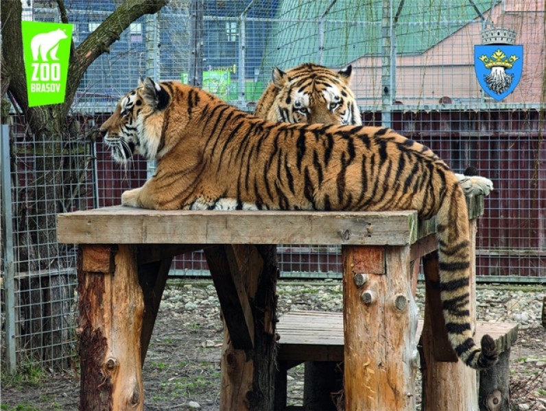 Grădina Zoologică Brașov marchează Ziua Mondială a Animalelor și îngrijitorii faunei sălbatice