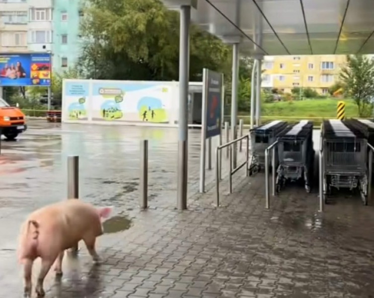 Un porc viu a stârnit amuzamentul clienților la Lidl Victoria
