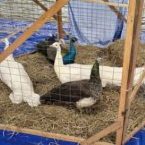 Expoziție de păsări și animale rare la Râșnov, gazdă pentru pasionații de natură și frumos, susținută de Primăria Orașului Râșnov. Sâmbătă și duminică la Sala de sport a Școlii Gimnaziale nr. 3. Zeci de specii prezentate de crescători din întreaga țară.