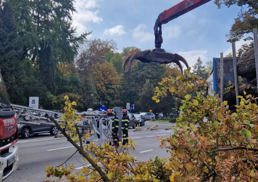 Un bărbat rănit după ce un copac i-a căzut peste utilaj în Brașov