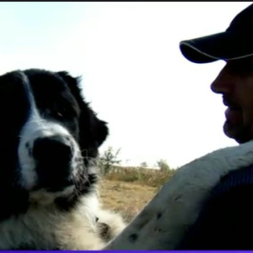 Italia sprijină ciobanii cu câini din rase de ciobănești românești