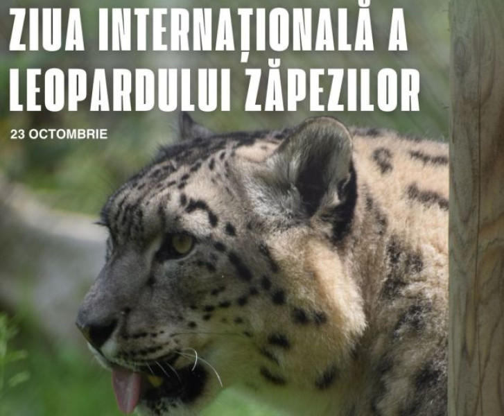 Grădina Zoologică Brașov sărbătorește ziua leoparzilor zăpezilor cu activități interactive