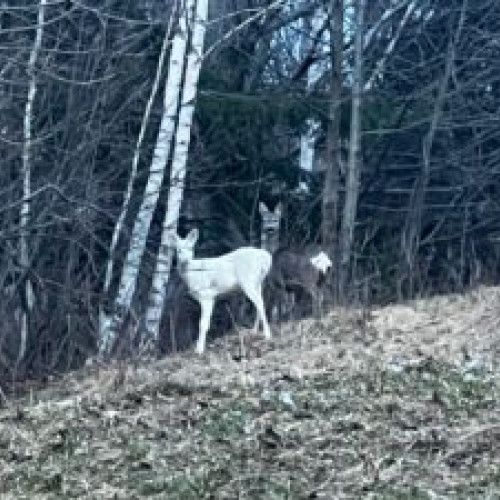 Căprioară albă văzută în zona Bran - Zonă de traseu Valea Porții, jandarmii montani se bucură de întâlnirea rară a căprioarei îndrăgite din Bran