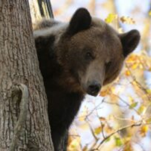 Ursul brun din Liptovsky Mikulas a atacat cinci persoane și a fost împușcat de autorități