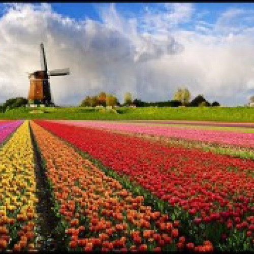 Gigantul de lalele sărbătoreşte 75 de ani de înflorire la Grădina Keukenhof".