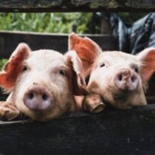 Porc ideal pentru piața din România: hibridul de scroafă cu șapte capete și cefe și gâturi de girafă