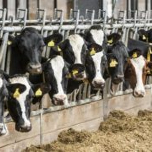 Cazuri Excepționale de Gripă Aviară Descoperite la Vaci de Lapte din Texas și Kansas