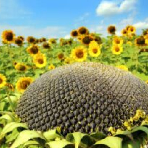 INS: România s-a situat pe primul loc la suprafața cultivată cu floarea soarelui și porumb boabe