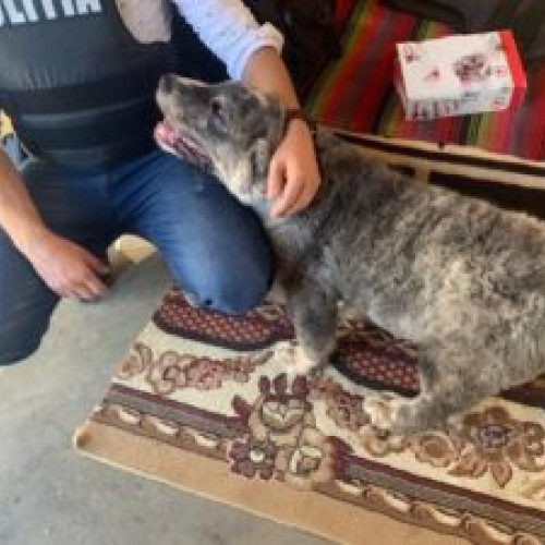 Descoperirea terifiantă a unui bărbat din Lisa: 8 câini mutilați găsiți de polițiști! Dosar penal deschis pentru intervenții chirurgicale și rele tratamente asupra animalelor!