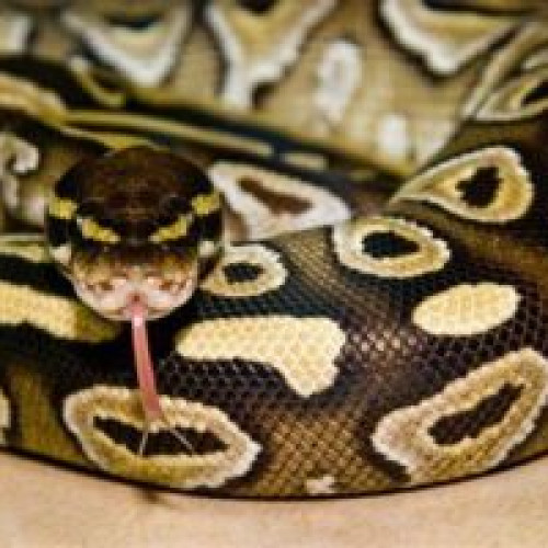Propunere pentru salvarea planetei: Schimbarea meselor obișnuite cu carnea de piton