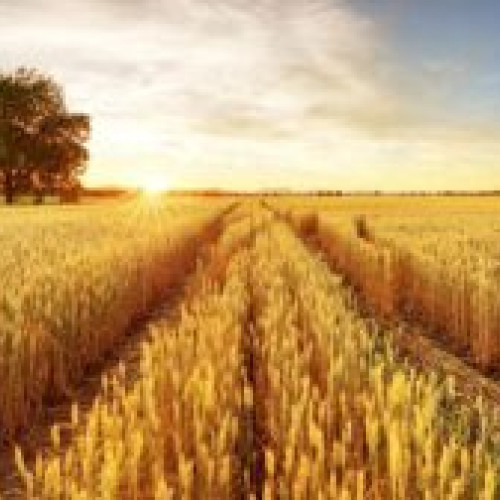 Acord oficial în UE pentru restricționarea importurilor de produse agricole ucrainene