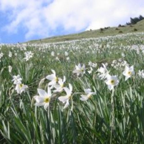 Noul an al Festivalului Narciselor la Dumbrava Vadului: inaugurare cu o zi înainte de accidentul tragic în pădure. Evenimentul va avea loc duminică, pe 12 mai, la Șercaia. O sărbătoare a naturii, tradițiilor și obiceiurilor populare.