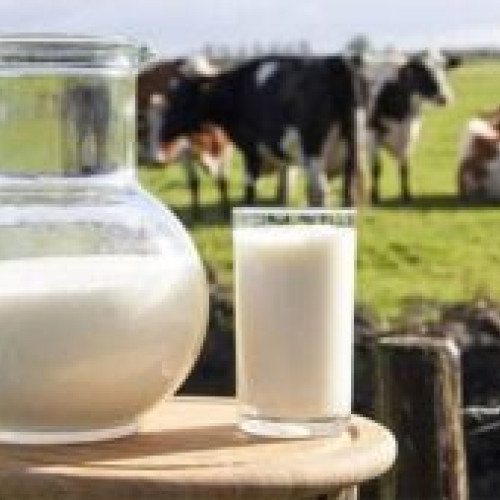 Gripa aviară în Statele Unite: Virusul H5N1, depistat în laptele pasteurizat; Analize suplimentare în curs pe toate tipurile de produse lactate