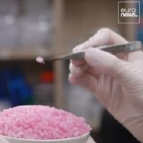 Echipa de cercetare dezvoltă orez roz cu celule de origine animală