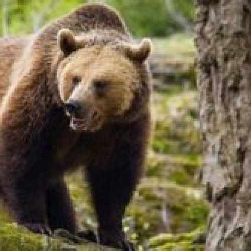 Alertă în Harghita: 21 de apariții ale urșilor în timpul sărbătorilor! Jandarmii au intervenit pentru alungarea animalelor în 6 cazuri. Statistică: 71 de apeluri înregistrate în apropierea zonelor locuite. Apelăm 112 și nu hrănim, nu ne apropiem sau nu fotografiem animalele sălbatice! Acțiuni efectuate de jandarmii din Harghita.