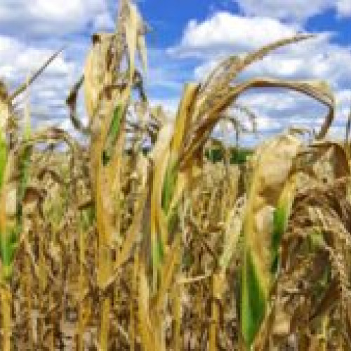 Fermierii vor primi subvenţia de 100 de euro din partea Ministerului Agriculturii, începând cu 15 mai
