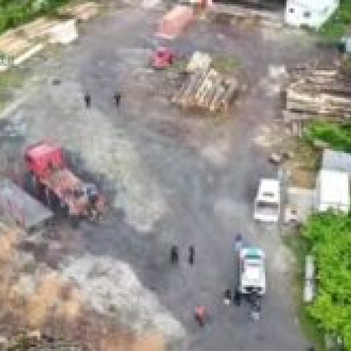 VIDEO Doi administratori de firme şi un şef de ocol silvic din Brașov, reţinuţi în dosarul de furt de arbori