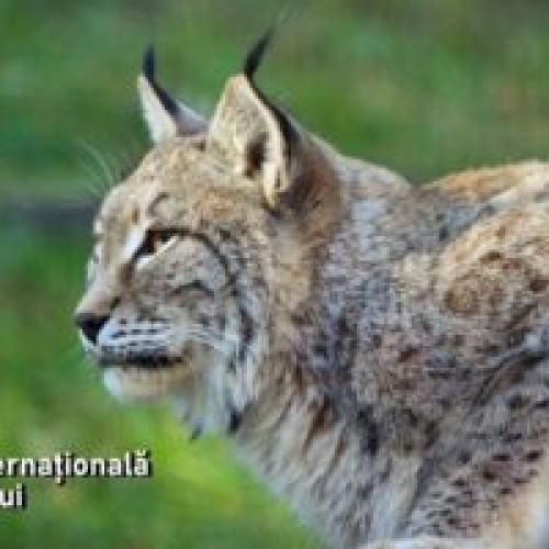 Gradina Zoologica Brasov sarbatoreste &quot;Ziua Internationala a Rasului&quot;