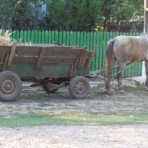 Bărbat din Dumbrăvița atacat pe stradă de patru indivizi înarmați