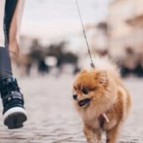 Problemele de sănătate ale animalelor de companie sunt cauzate și de alimentație