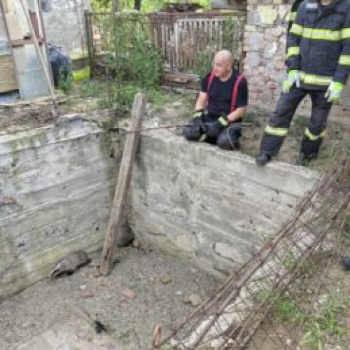 Trei bursuci salvati dintr-o groapă de pompierii din Iași